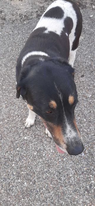 cão para adopção consciente