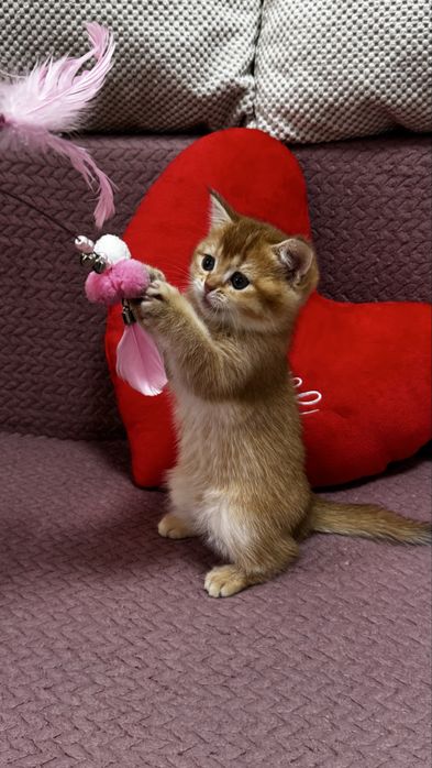 Шотландские котолапки