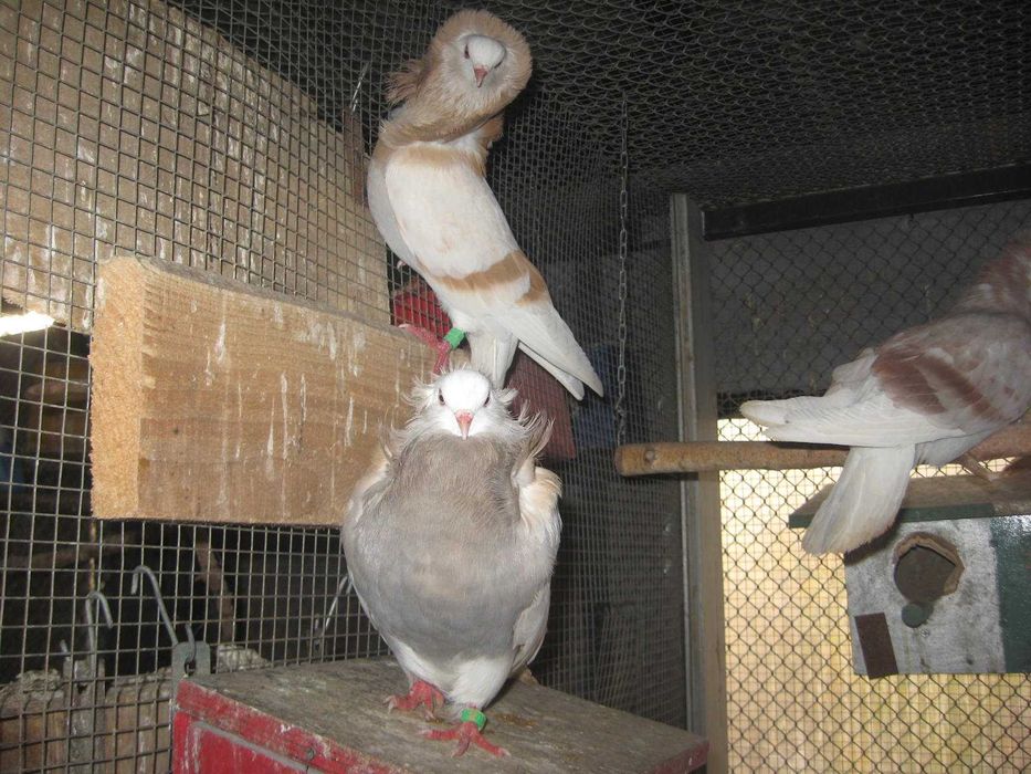 Gołąb ozdobny kapucyn