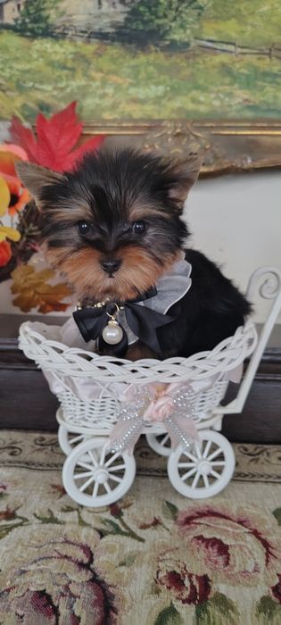 Yorkshire Terrier piesek mini mini