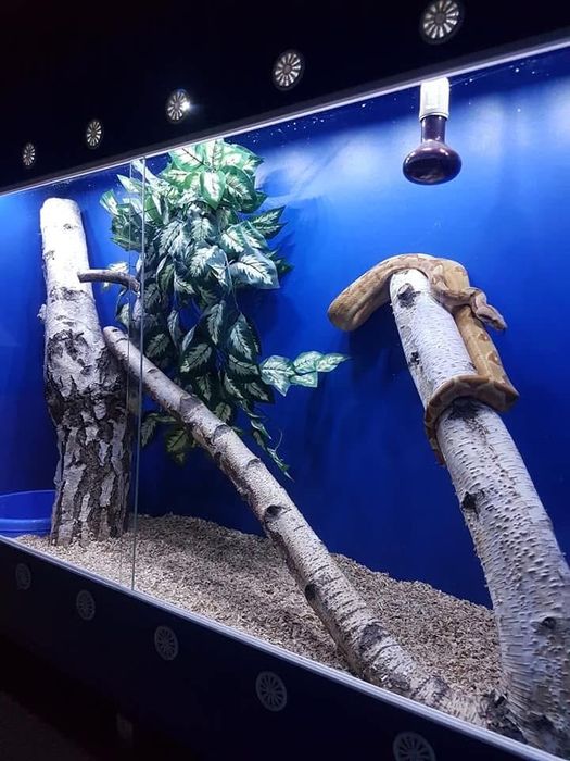 Terraium XXL dla gadów