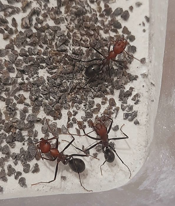 Cataglyphis velox kolonia królowa + 5 robotnic + potomstwo