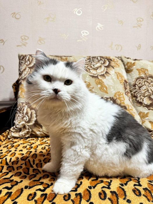 Спокійний та чарівний кіт, 7 років, шукає постійний дім.
Кастрований,