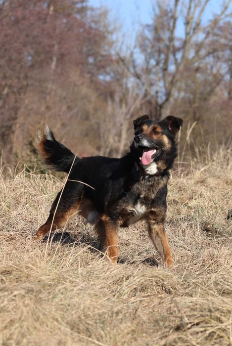 Do adopcji - MARVEL