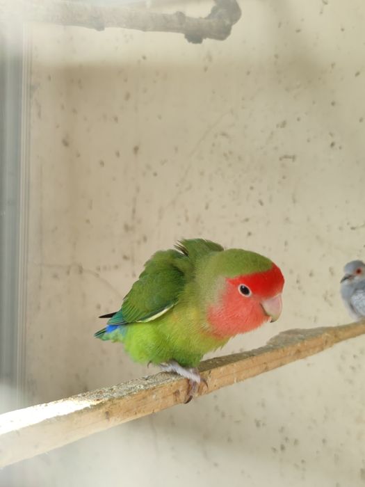 Vendo casal de agapórnis