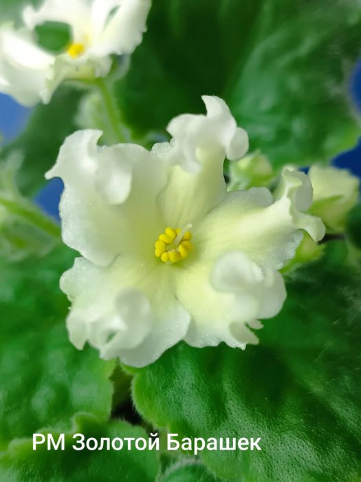 Пропоную свіжо зрізані листочки сортових фіалок з фото та інші сорти.