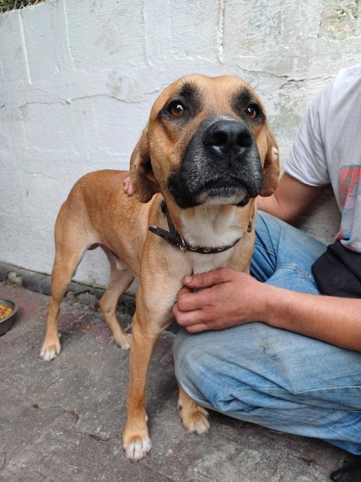 Snoopy pies piesek szuka domu