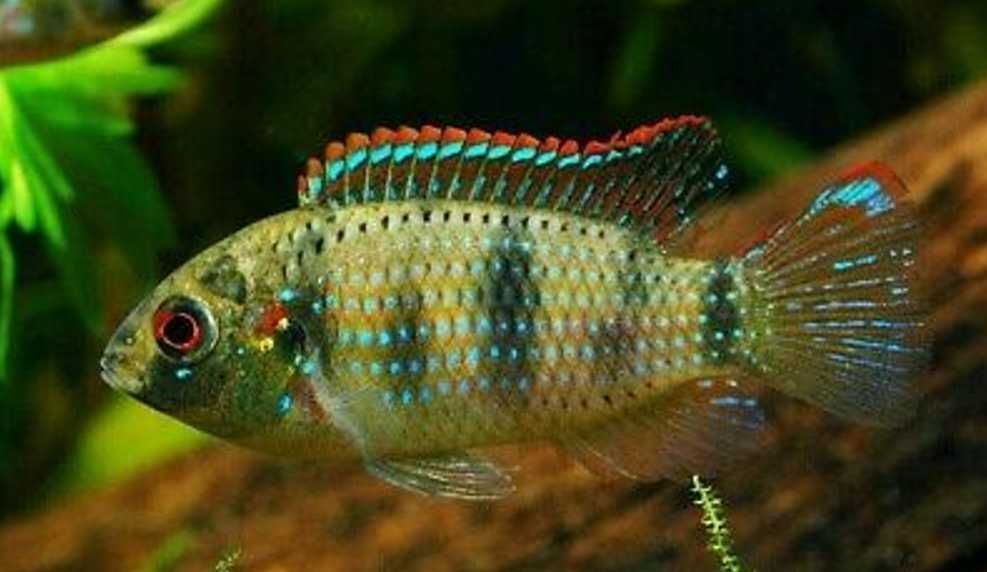 Barwniak Thomasa - Anomalochromis thomasi - dowozimy, wysyłamy