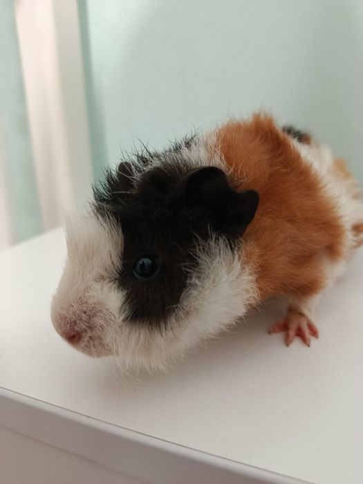 Хлопчик морська свинка маленька