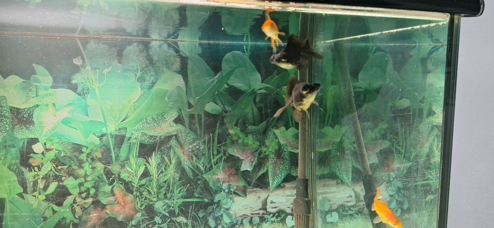 Aquario de 200 litros