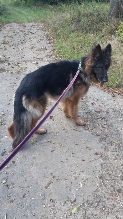 Śliczny  młody owczarek niemiecki Gorzo do adopcji że schroniska.