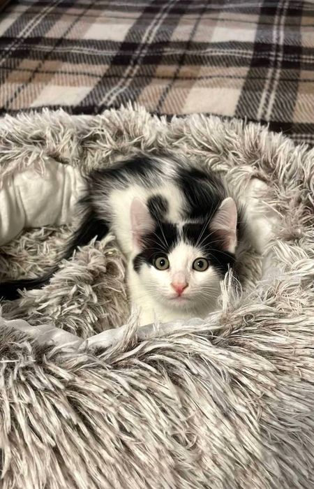 Котик. 2 місяці. Чудовий