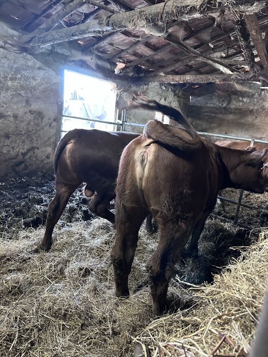 Vitelo/a red angus