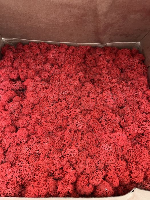 Musgo rena preservado Vermelho - 1kg