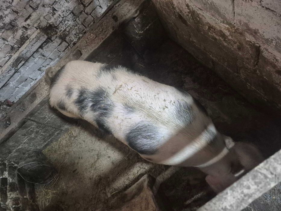 Свині на домашніх кормах