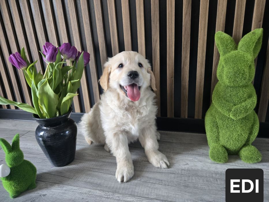 **Golden Retriever** Pies EDI**