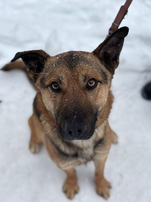 Haker z Canis szuka domu