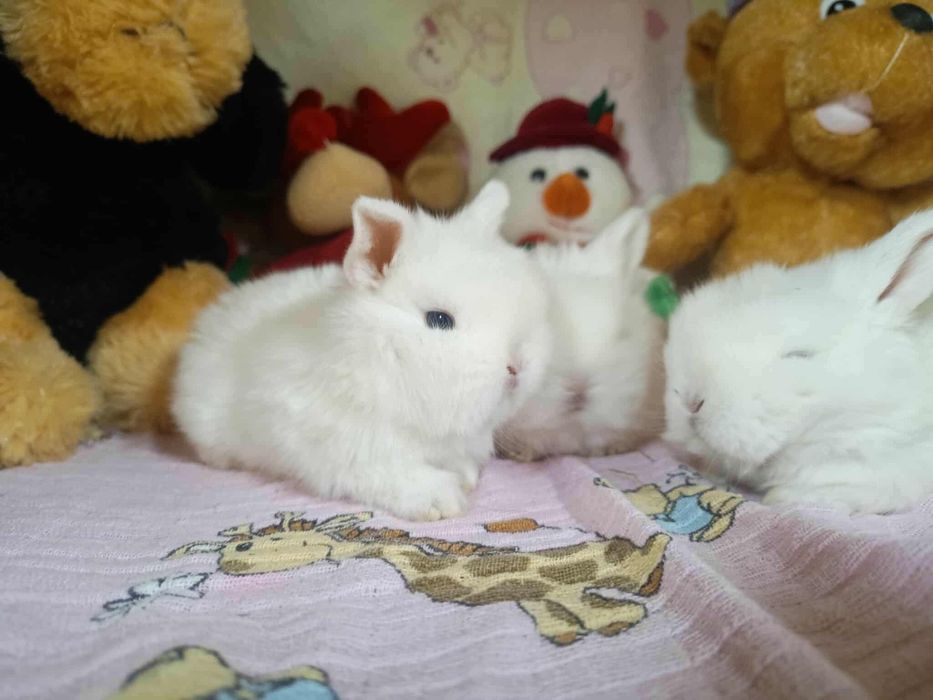 Sprzedam miniaturki mini loop mini lop