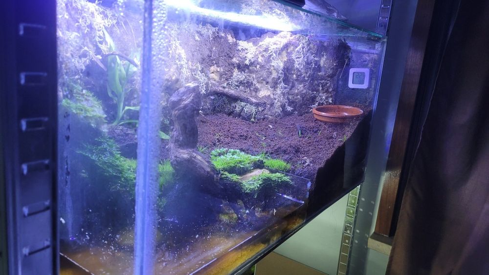 Paludário/Terrario Bioativo Completo 100L – Com LED, Cascata, Plantas, Camarões e Caranguejos Vampiros