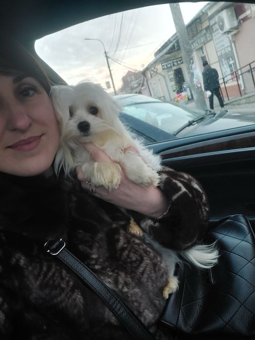 Продаж мальтіпу ф1 та ф2