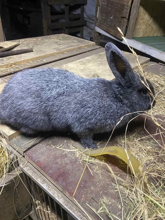 Продам кроликів для парування