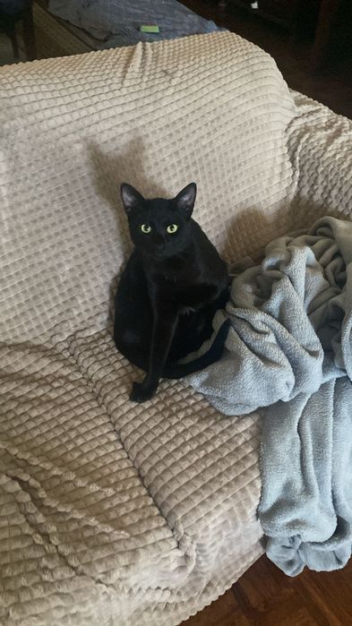 Gatinho preto 10 meses muito meigo