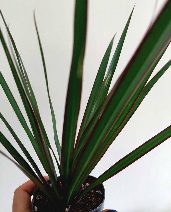 [Planta] Dracaena