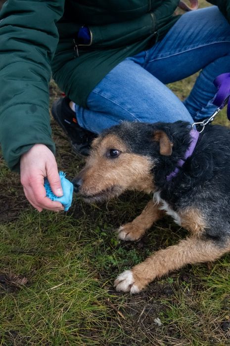 Foks szuka kochającego domu