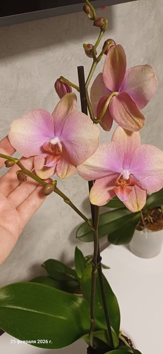 Продам орхидею Beby Dynamite