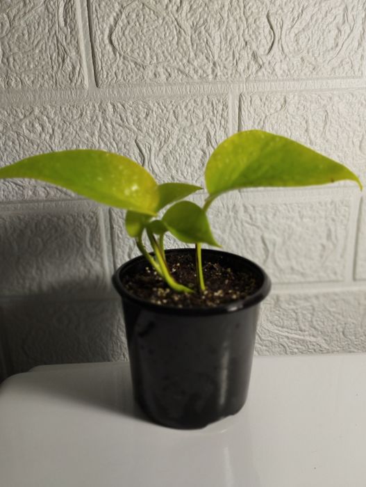 Епіпремнум лаймм