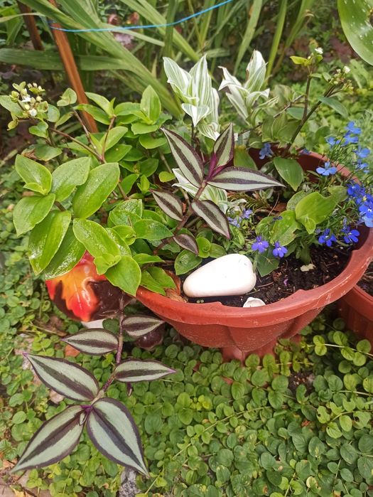 Традескація, колізія різних сортів