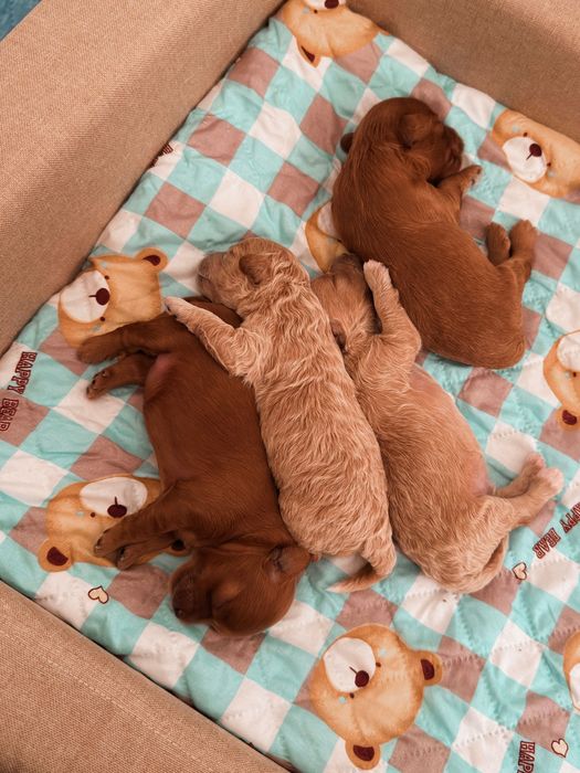 Maltipoo F1B szczeniaki po małych rodzicach