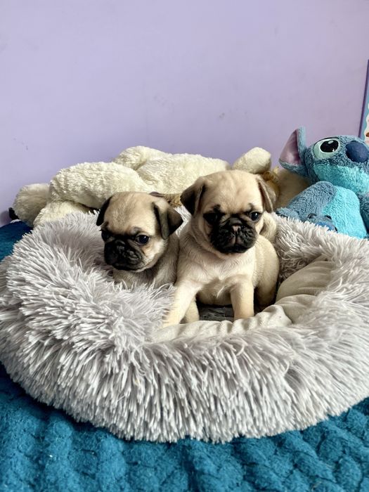 Mops samiec śliczny beżowy