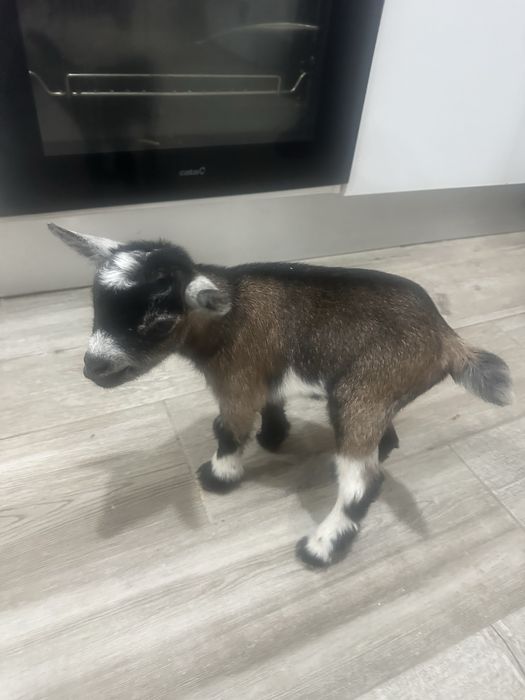 Cabrito anao bebe macho