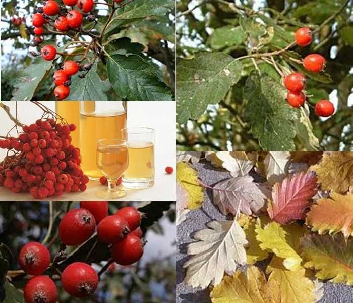 Jarząb szwedzki obwód pnia: 4-6, 6-8,8-10,10-12,12-14  cm.