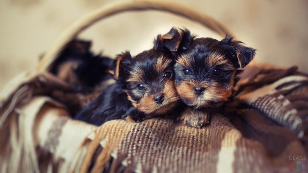 Йоркширский терьер мальчики мини и мелкий стандарт