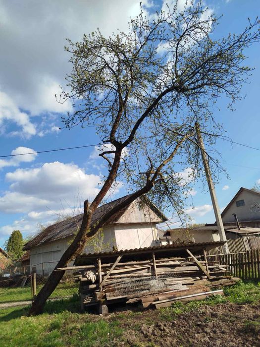 Порізка дров і зрізання дерев, корчування пнів,покіс трави,кронування