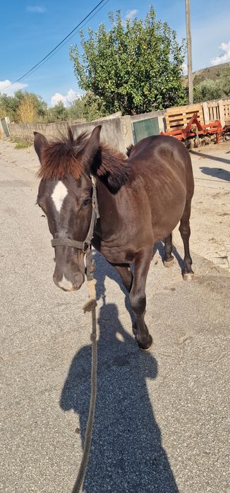 Poldro cruzado de percheron