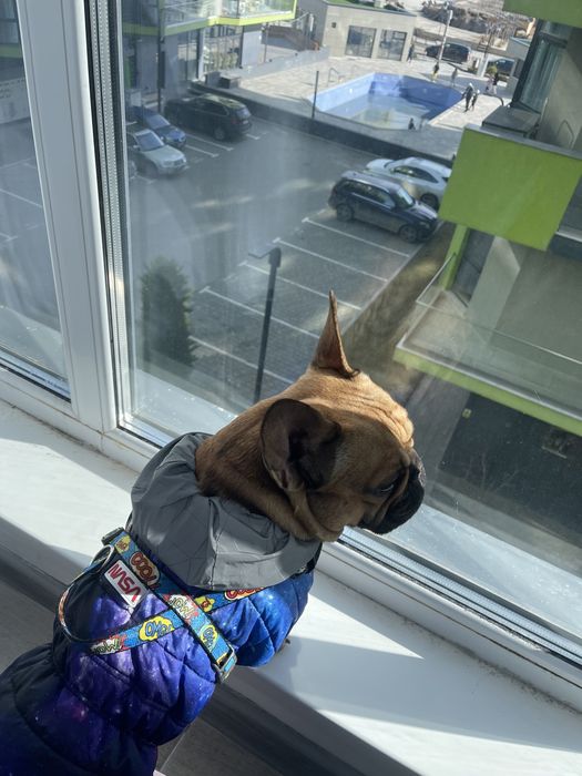 Кобель французского бульдога