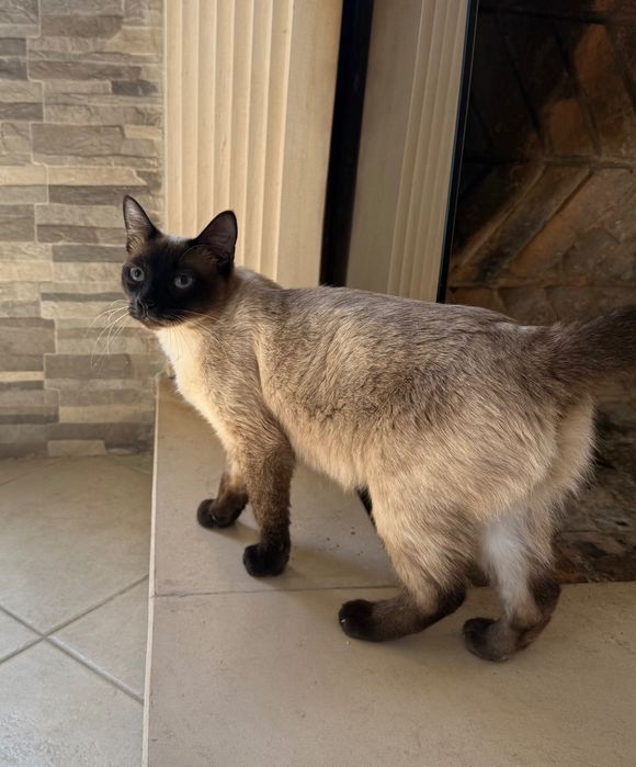 Gata Siamesa para Adoção Responsável