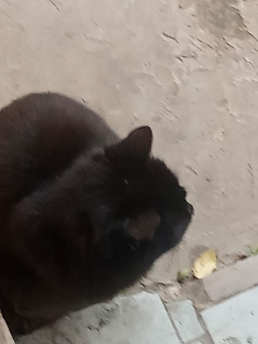 Домашні коти котикі