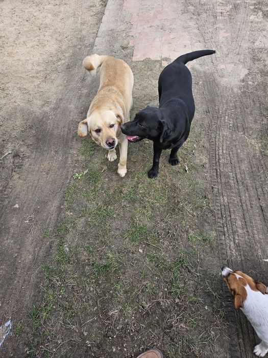 Oddam  za darmo 2 labradry