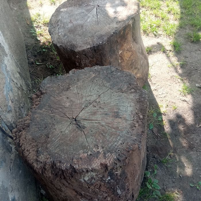 Pieńki z lipy do dekoracji lub rzeźbienia