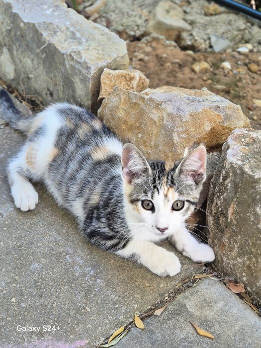 Gatinhos para dar