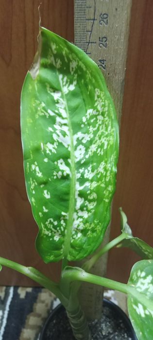 Комнатные цветы...