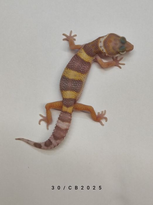 Gekon Lamparci Młode Samiczki Warszawa