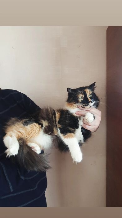 Отдам пушистую кошку трехцветку, стерилизована, 1,5 года