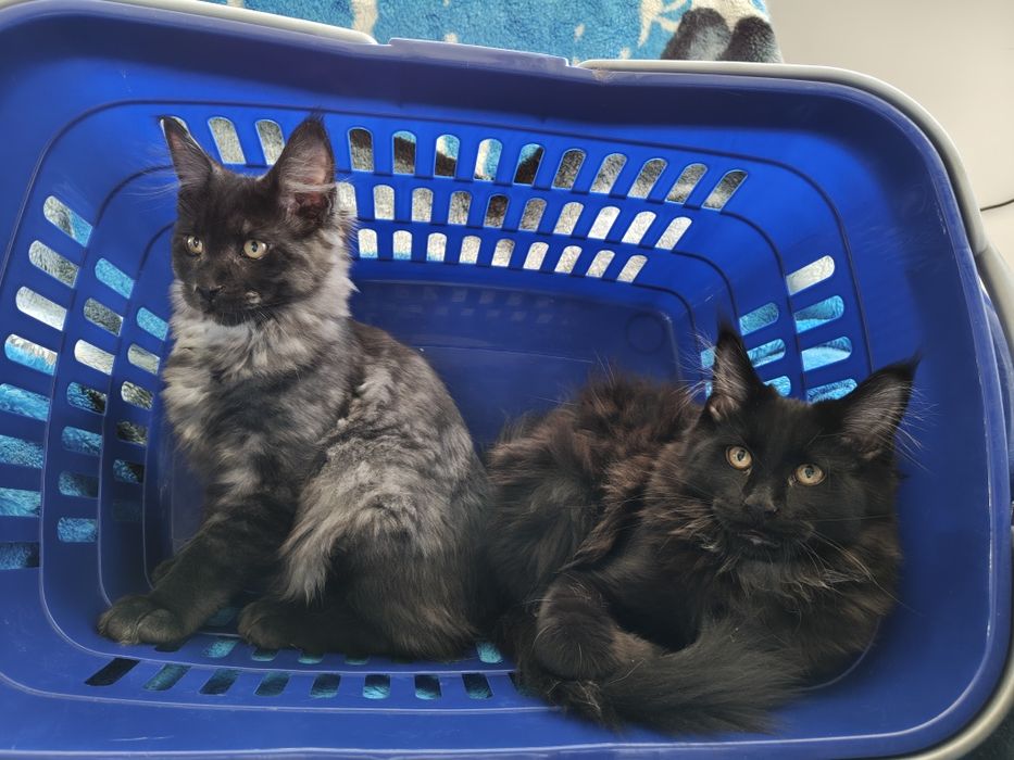 Maine Coon Bruno i Borys rodowód