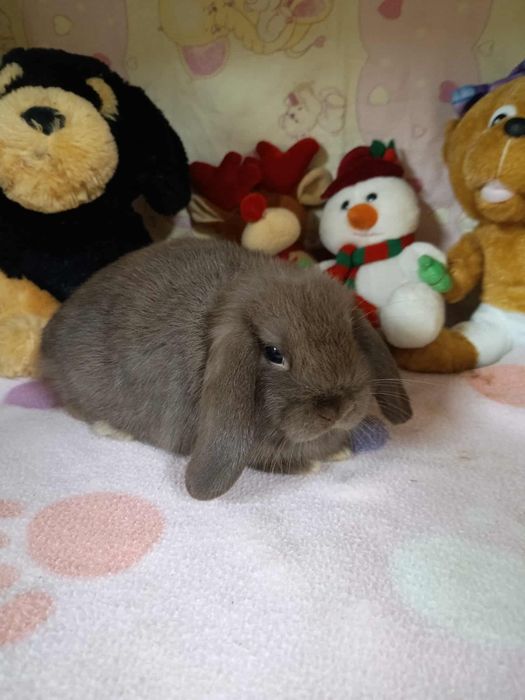 Sprzedam króliczki mini loop mini lop
