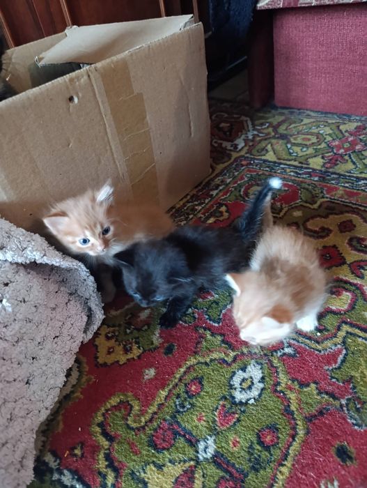 Отдам кошенят в хорошие руки